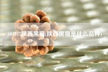 601015陕西黑猫(陕西黑猫是什么品种)