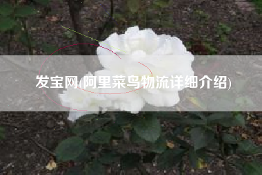 发宝网(阿里菜鸟物流详细介绍)