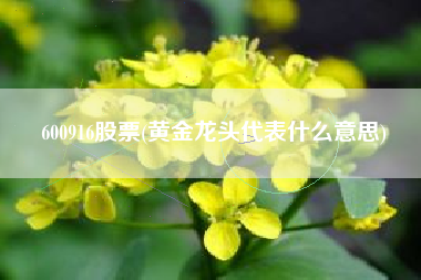 600916股票(黄金龙头代表什么意思)