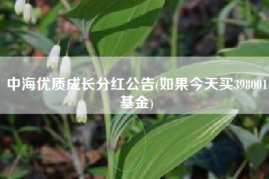 中海优质成长分红公告(如果今天买398001基金)