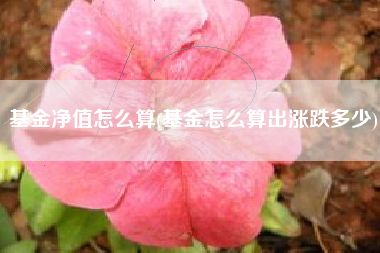 基金净值怎么算(基金怎么算出涨跌多少)