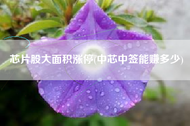 芯片股大面积涨停(中芯中签能赚多少)