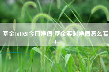 基金161028今日净值(基金实时净值怎么看)