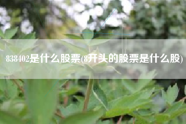 838402是什么股票(8开头的股票是什么股)