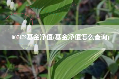 007472基金净值(基金净值怎么查询)