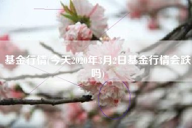 基金行情(今天2020年3月2日基金行情会跌吗)