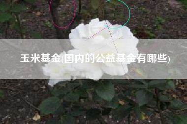 详细阅读:玉米基金(国内的公益基金有哪些) 玉米基金(国内的公益基金有哪些)