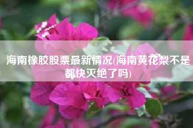 详细阅读:海南橡胶股票最新情况(海南黄花梨不是都快灭绝了吗) 海南橡胶股票最新情况(海南黄花梨不是都快灭绝了吗)