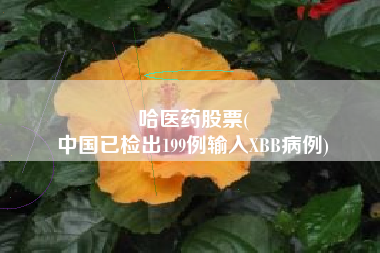 哈医药股票(
中国已检出199例输入XBB病例)