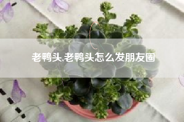 老鸭头,老鸭头怎么发朋友圈