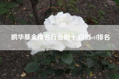 鹏华基金排名行业前十,白酒etf排名