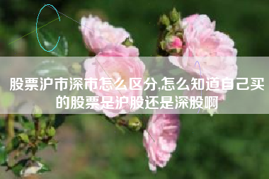 股票沪市深市怎么区分,怎么知道自己买的股票是沪股还是深股啊