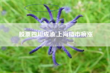 股票四川成渝,上海楼市疯涨