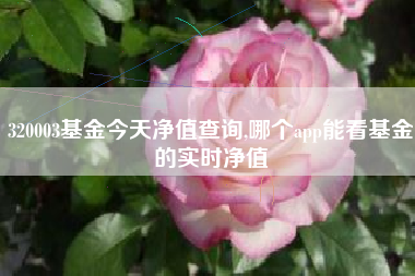 320003基金今天净值查询,哪个app能看基金的实时净值