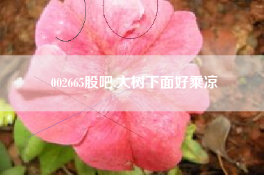 002665股吧,大树下面好乘凉