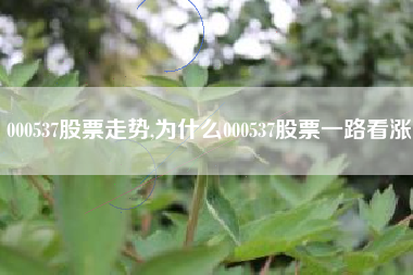 000537股票走势,为什么000537股票一路看涨