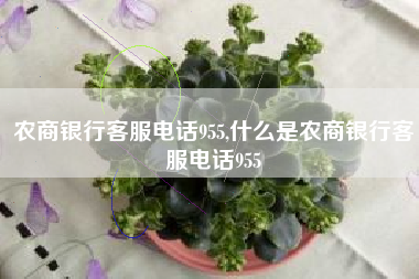 农商银行客服电话955,什么是农商银行客服电话955