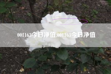 001163今日净值,001163今日净值