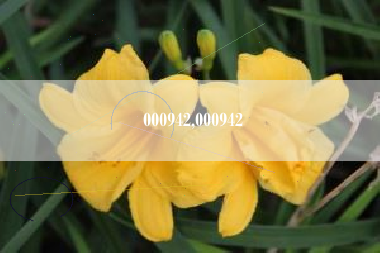 000942,000942