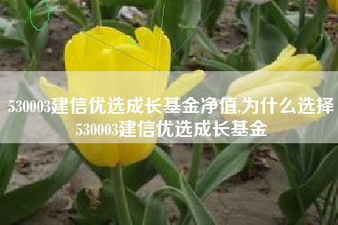 530003建信优选成长基金净值,为什么选择530003建信优选成长基金