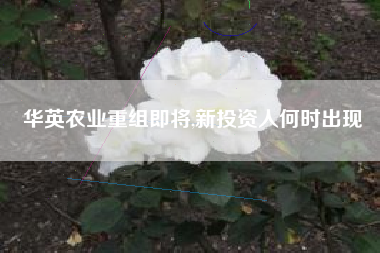 华英农业重组即将,新投资人何时出现
