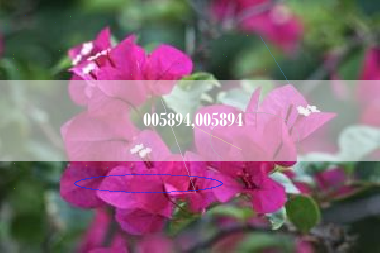 005894,005894
