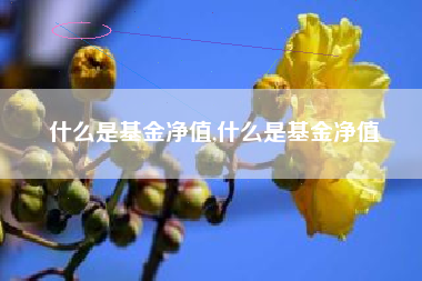 什么是基金净值,什么是基金净值