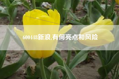 600448新浪,有何亮点和风险