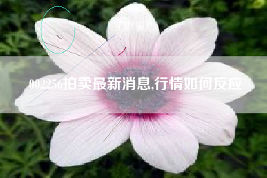 002256拍卖最新消息,行情如何反应