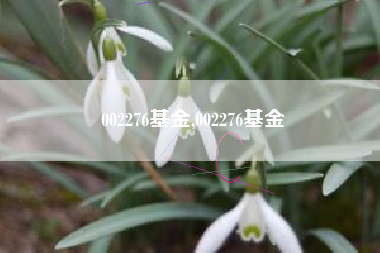 002276基金,002276基金