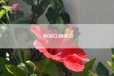 003033,003033