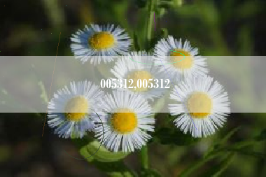 005312,005312