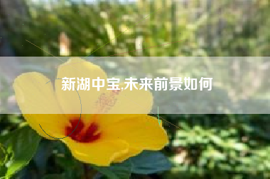 新湖中宝,未来前景如何