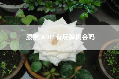 股票300317,有反弹机会吗