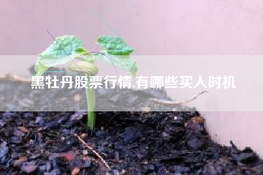 黑牡丹股票行情,有哪些买入时机