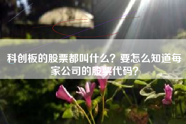 科创板的股票都叫什么？要怎么知道每家公司的股票代码？
