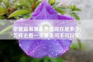 华夏蓝筹基金净值现在是多少(
怎样去看一支基金可不可以买)