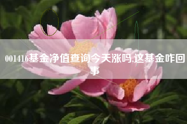 001416基金净值查询今天涨吗,这基金咋回事