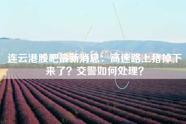 连云港股吧最新消息：高速路上猪掉下来了？交警如何处理？