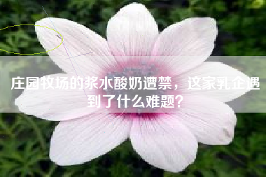 庄园牧场的浆水酸奶遭禁，这家乳企遇到了什么难题？