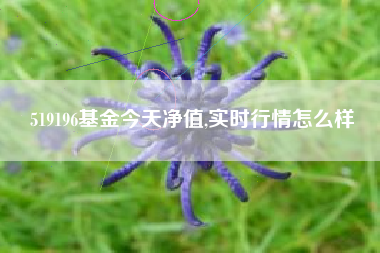 519196基金今天净值,实时行情怎么样