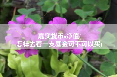 嘉实货币a净值(
怎样去看一支基金可不可以买)